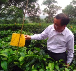 英德上茗轩发展生态茶有新招 竖起粘虫板种出生态茶