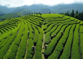 下架“天价茶”，武夷山整治茶叶市场乱象