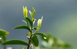 过夜隔夜茶水的妙用