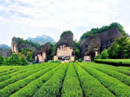 乌龙茶都有哪些（乌龙茶特点）