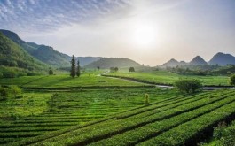 茶旅胜地：英德积庆里红茶谷之旅