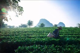 峰林茶旅