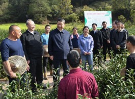 习近平与福建的“茶之缘”