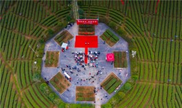 陕茶插上5G翅膀 陕西电信与东裕茗茶共建5G示范茶园