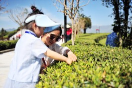 茶研学引领茶旅融合