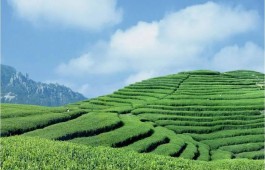福建发展新答卷：让绿水青山成金山银山