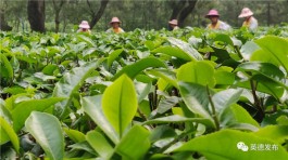 英德市今年这家茶企不一般（英德红茶头采节之上茗轩·头采节活动）