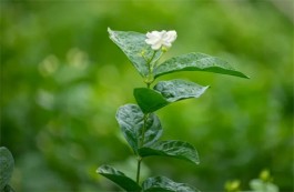 周末｜要有喝茶的心情