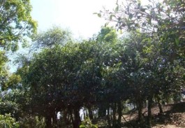 墨江五大古茶山之——迷帝贡茶古茶山