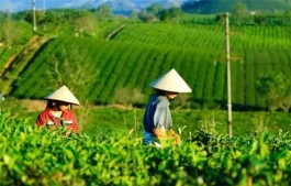 茶旅融合“新业态” 挖掘浙茶发展新动能