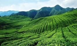 凤冈：文康旅农林茶多业态融合 成就全域森林康养小城