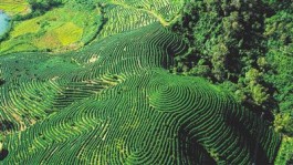 青山秀水育佳茗 茶旅融合好钱景