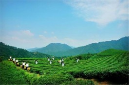 业界专家探讨湖南瓷茶旅产业融合