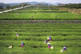 金牌茶旅路线，大沁十三坪知青老茶园，领略太姥山四绝