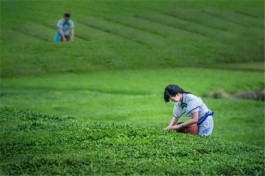 国双签约行业领军企业小罐茶赋能中国茶叶行业转型升级
