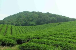 铁观音和岩茶有什么区别 铁观音和岩茶的区别