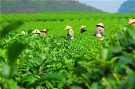 凤冈锌硒茶，飘香宁夏！