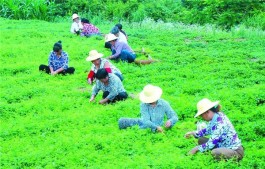 湖北省茶文化旅游线路推荐——十堰·房县绞股蓝茶