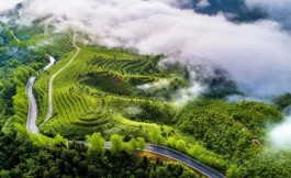 黔南：三举措打造茶旅融合发展新格局