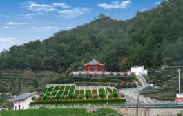 最美茶园：湖北省秀水天香生态茶园