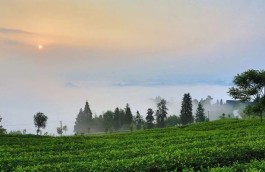湄潭县茶旅一体打造国家现代农业产业园观察