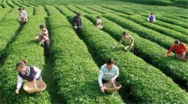三峡茶乡“卖风景”茶旅融合“提颜值”