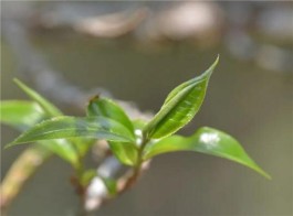 90%的熟茶都来自布朗山？