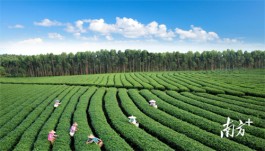 广东最受欢迎十大茶旅游线路：湛江市广东茗上茗茶业有限公司“世外茶园”线路