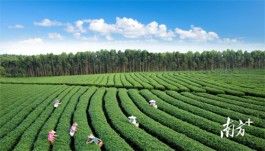 广东最受欢迎十大茶旅游线路：湛江市广东茗上茗茶业有限公司“世外茶园”线路