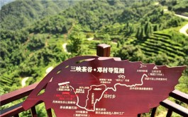 三峡茶乡“卖风景”  茶旅融合“提颜值”
