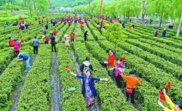 湖北省襄阳市南漳县肖堰镇有机茶文化旅游节在周湾村举行