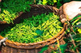 绿茶有什么制作工艺 绿茶的制作工艺