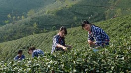 河南信阳：环南湾湖特色茶旅体验活动启动