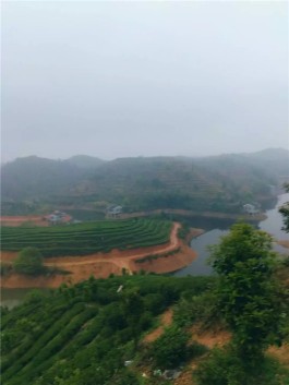 耒阳江头贡茶——崛起中的世界名茶，春游江头茶园如同漫步仙境