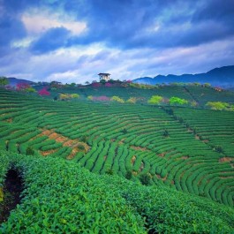 厉害了！它是乌龙茶中的“唯一”，特立独行