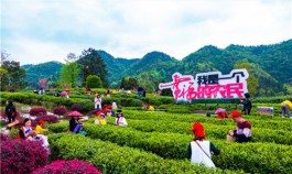 湄潭县茶旅一体打造国家现代农业产业园