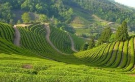 发挥专项作用突破制约六堡茶产业发展关键技术瓶颈