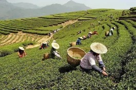 福鼎湖林：因茶而盛 让绿长青