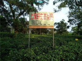五一小长假广东省内旅游最佳去处，推荐这个英德老茶园！
