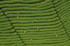 平阳黄汤举办茶产业提升培训班
