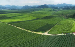 国内面积最大的茶海，面积超过4万多亩，并且免费对外开放