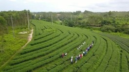 漳平市南洋镇：茶香景美 茶旅融合促振兴