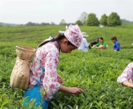 湖南祁阳茶旅融合发展 赋能乡村振兴