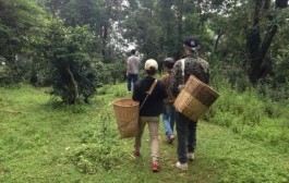 从校园到茶山，我学到了专注