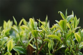 茶叶的妙用（茶叶能吸收异味）