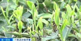 福鼎白茶迎采摘季 茶青市场交易忙 日人流量约2万人次