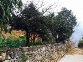 凤冠山古茶，茶中之冠