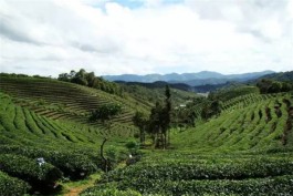 普洱茶产区之营盘山