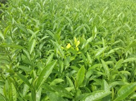 茶苗