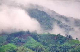 最美茶园：九龙山有机茶基地